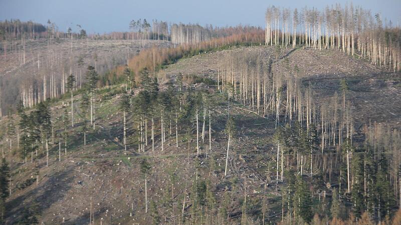 In Steinbach/Haide gibt es riesige Kahlfl&auml;chen.