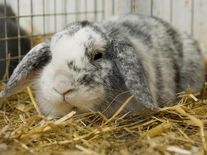 Kaninchen Hält Kopf Schief Und Fällt Um Wenn Kaninchen den Kopf schief halten