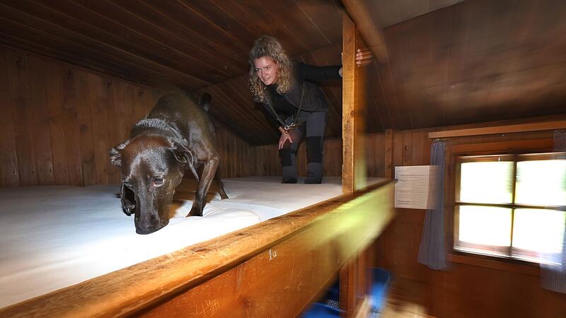 Wanzen-Spürhund sucht Hüttenbetten ab Wanzen-Spürhund sucht Hüttenbetten ab