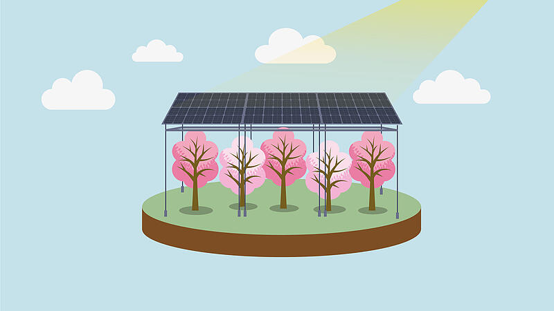 PV Anlage &uuml;ber Kirschb&auml;umen Obstinformationszentrum Fr&auml;nkische SchweizForchheim & Fr&auml;nkische Schweiz