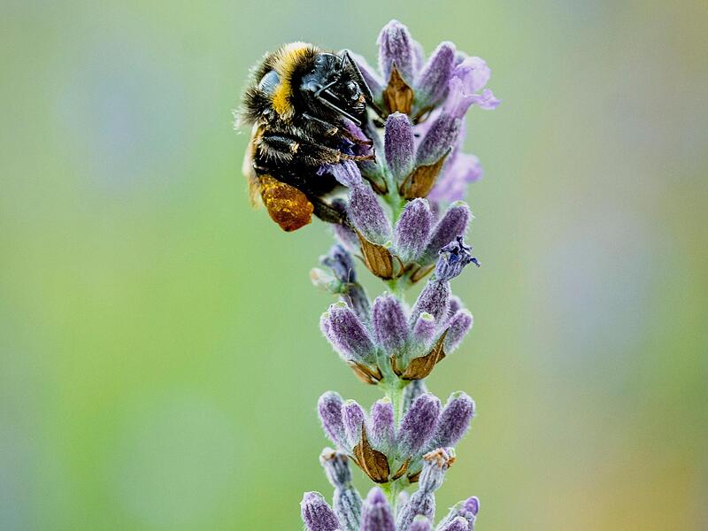 Auch Hummeln lieben Lavendel.Forchheim & Fr&auml;nkische Schweiz