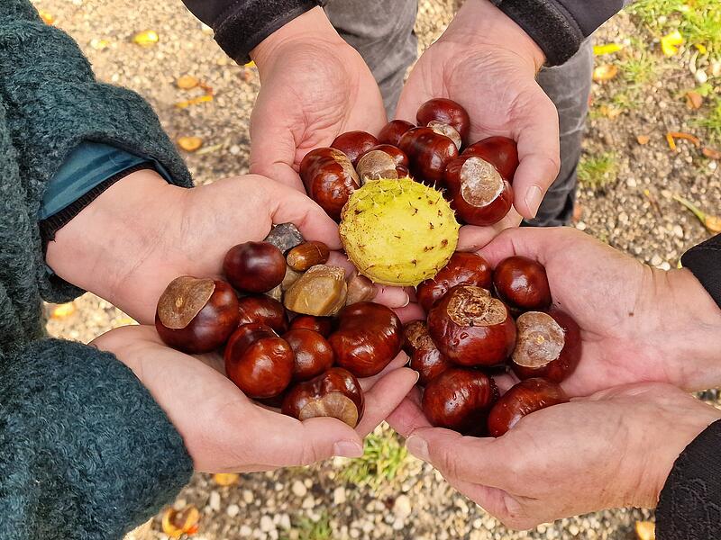 Handvoll Herbstglück: Kastanien teilen macht doppelt Freude.