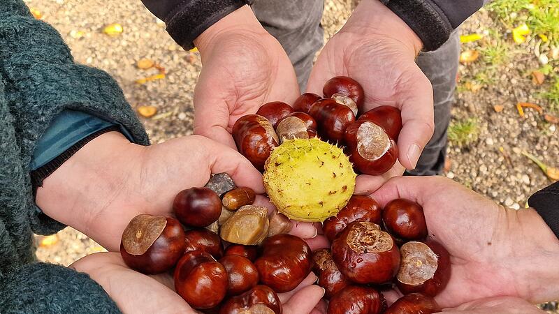 Handvoll Herbstgl&uuml;ck: Kastanien teilen macht doppelt Freude.
