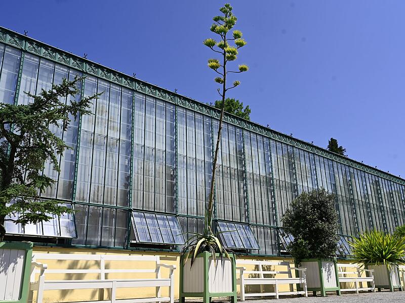 Schlossgarten Nymphenburg - bl&uuml;hende Agave