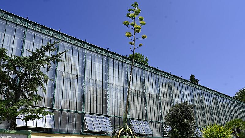 Schlossgarten Nymphenburg - blühende Agave Schlossgarten Nymphenburg - blühende Agave