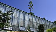 Schlossgarten Nymphenburg - blühende Agave Schlossgarten Nymphenburg - blühende Agave