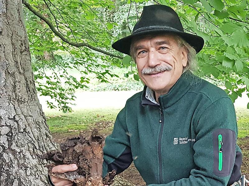 An einer großen Blut-Buche (etwa 140 Jahre alt) zeigt Raimund Raab, Leiter des Baummanagements der Bayerischen Schlösserverwaltung, dass die Wurzeln vom Riesenporling befallen sind, einem wurzelzersetzenden Pilz.