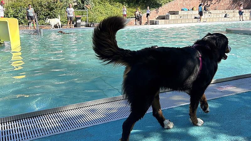 Der erste Hunde-Badetag im Terrassenschwimmbad kam 2023 gut an. Am Sonntag, 14. September, wird das Format wiederholt.