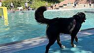 Der erste Hunde-Badetag im Terrassenschwimmbad kam 2023 gut an. Am Sonntag, 14. September, wird das Format wiederholt.