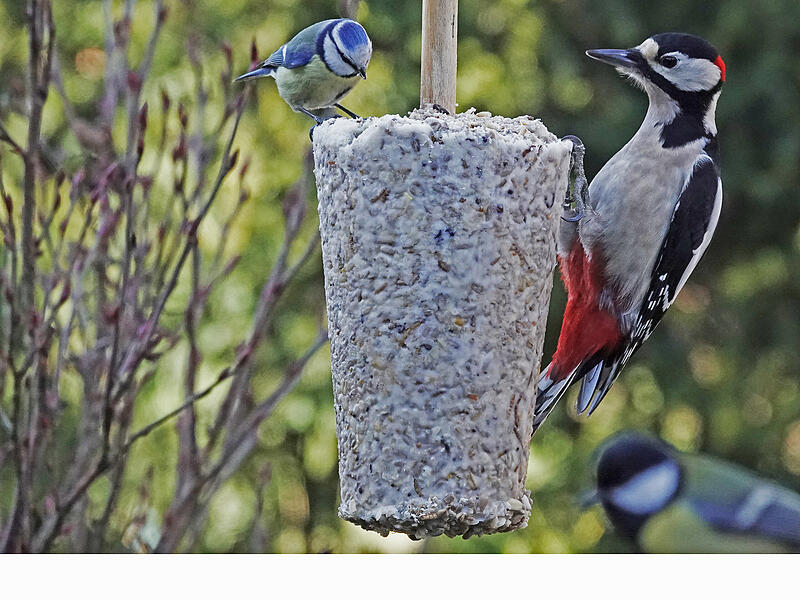 &bdquo;Die Wildv&ouml;gel besuchen in Scharen die Futterstelle in unserem Garten. Es kommen Kohl-, Blau-, Tannen- und Sumpfmeise, Bunt- und Mittelspecht, Amsel, Sperling, Star, Buchfink und Dompfaff&ldquo;, schreibt Kurt Metz. Auf dem Foto zu sehen: Buntspecht und Blaumeise auf energiereichem Fettfutter.