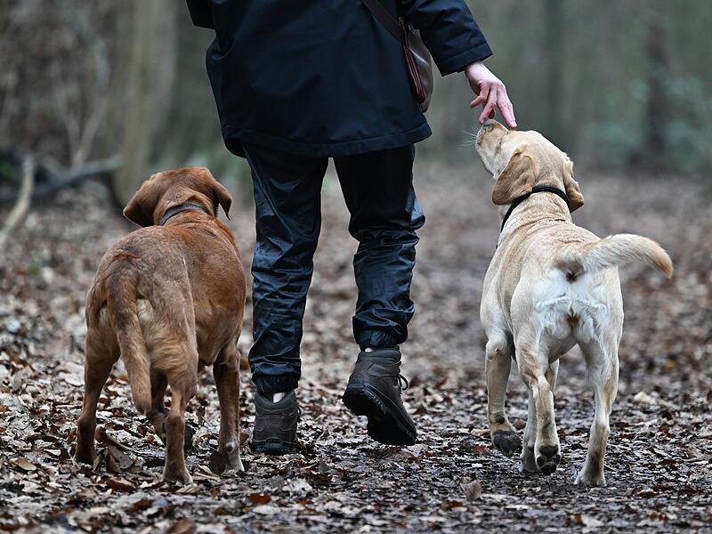 Eine Frau geht mit ihren Hunden spazieren