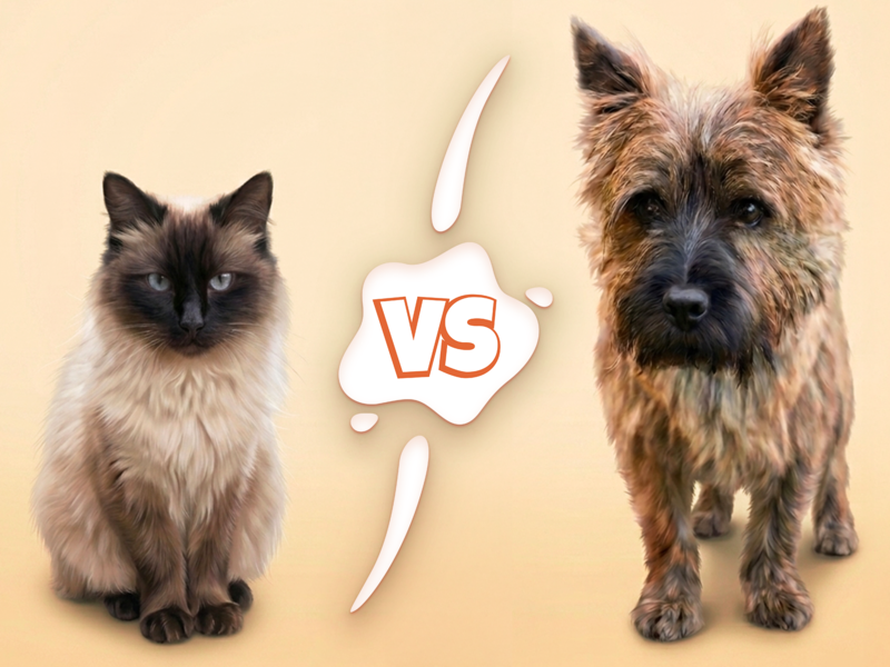 Wer ist das bessere Haustier? Die Redaktion spaltet sich in Team Katze und Team Hund.