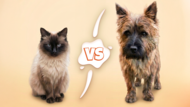 Wer ist das bessere Haustier? Die Redaktion spaltet sich in Team Katze und Team Hund.