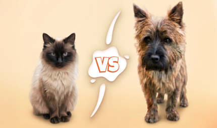 Wer ist das bessere Haustier? Die Redaktion spaltet sich in Team Katze und Team Hund.
