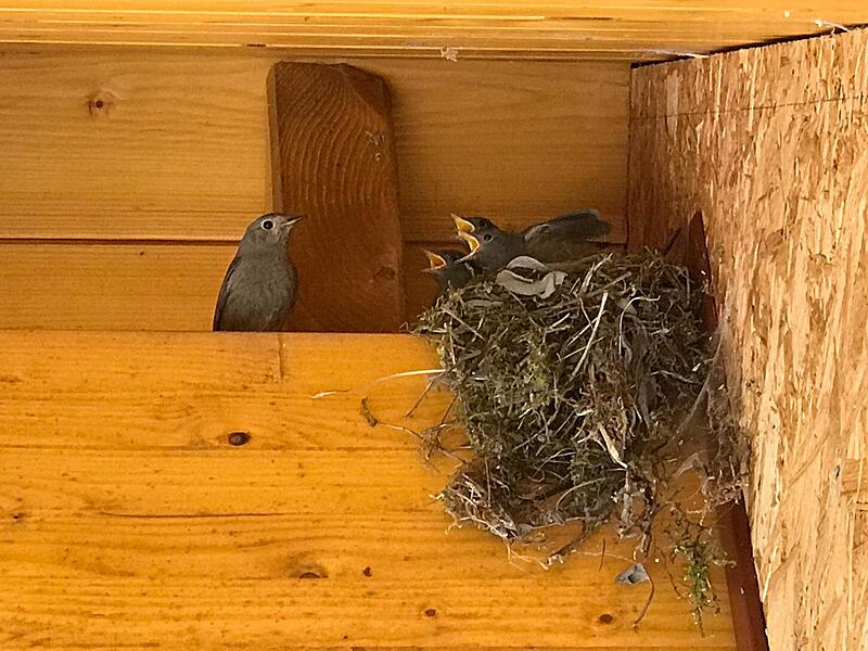 Tierisch gut: Naturaufnahmen aus dem Kreis KronachTierisch gute Bilder: Das lebt im Kreis Kronach