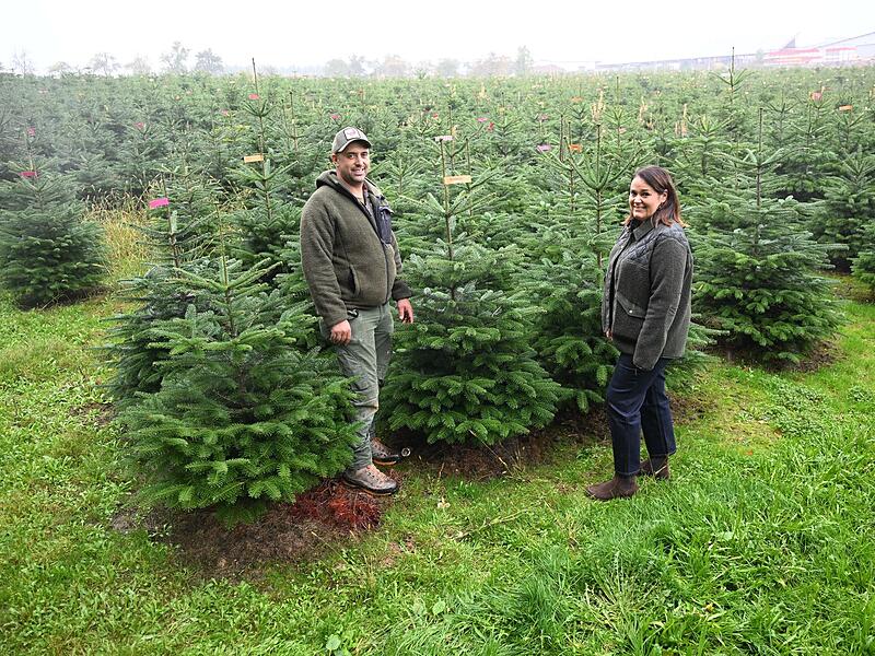 Weihnachtsbäume vor der Saison Weihnachtsbäume vor der Saison