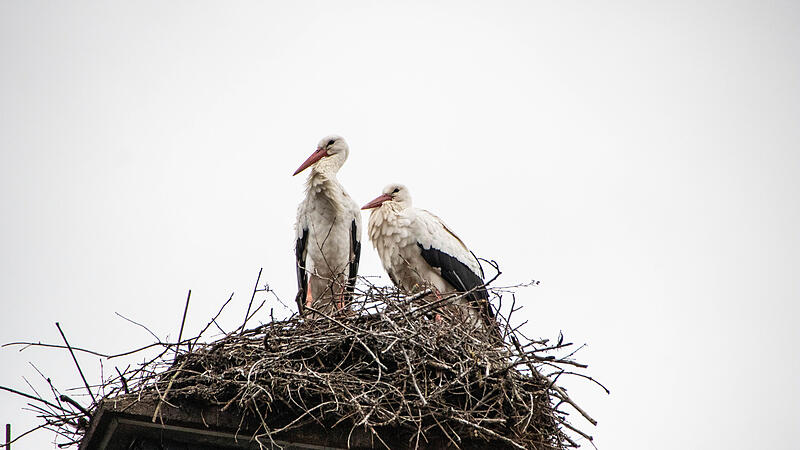 Auf dem Schornstein des Untersteinacher Musikvereins haben sich auch dieses Jahr wieder die St&ouml;rche niedergelassen? Wie geht es hier mit dem Nest weiter?