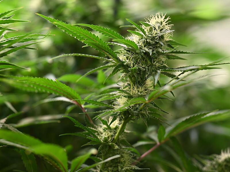 Symbolbild Cannabis-Anbau