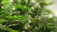 Symbolbild Cannabis-Anbau