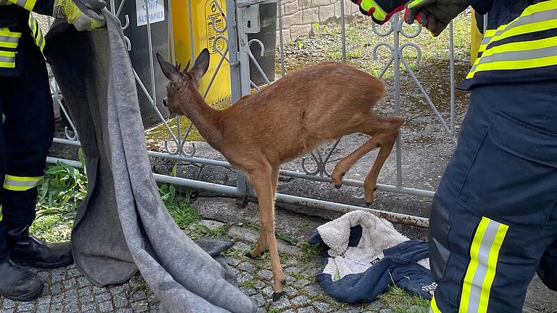 Wildtiere bleiben immer wieder mal in Z&auml;unen h&auml;ngen, wie k&uuml;rzlich in Buch am Forst. Auf diesem Bild befreien Feuerwehrleute aus Sachsen ein Rehkitz aus einem Gartentor.