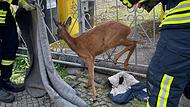 Wildtiere bleiben immer wieder mal in Zäunen hängen, wie kürzlich in Buch am Forst. Auf diesem Bild befreien Feuerwehrleute aus Sachsen ein Rehkitz aus einem Gartentor.