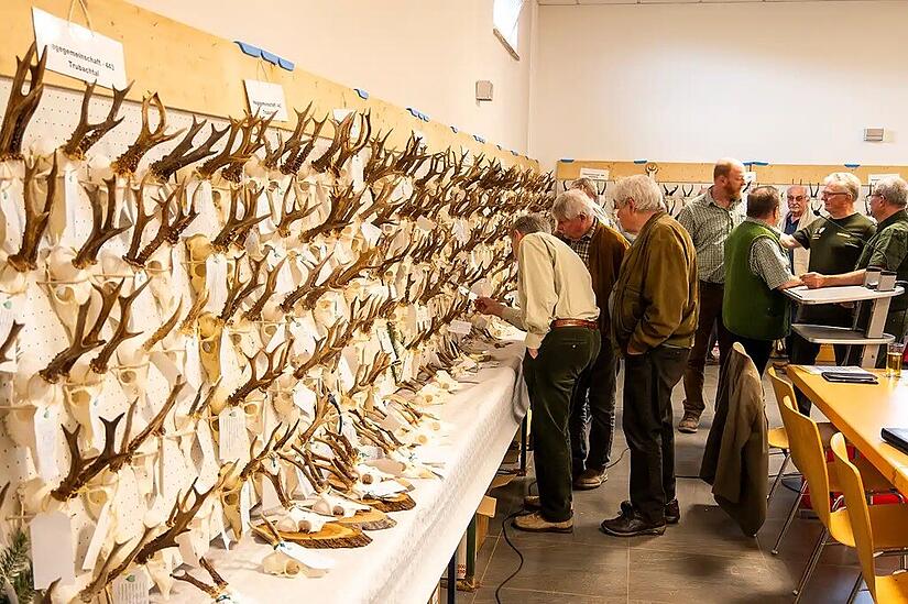 Geweihe und Geh&ouml;rne s&auml;umen die W&auml;nde: Bei der Hegeschau in Weingarts werden die Absch&uuml;sse des vergangenen Jagdjahres &ouml;ffentlich dokumentiert und fachlich bewertet.