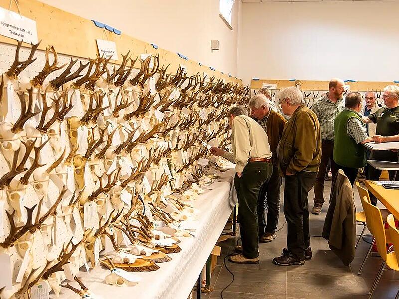 Geweihe und Geh&ouml;rne s&auml;umen die W&auml;nde: Bei der Hegeschau in Weingarts werden die Absch&uuml;sse des vergangenen Jagdjahres &ouml;ffentlich dokumentiert und fachlich bewertet.