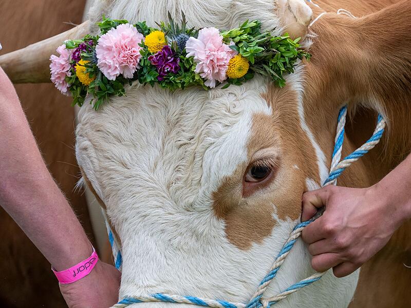 Erstes Ochsenrennen in Hadorf Erstes Ochsenrennen in Hadorf