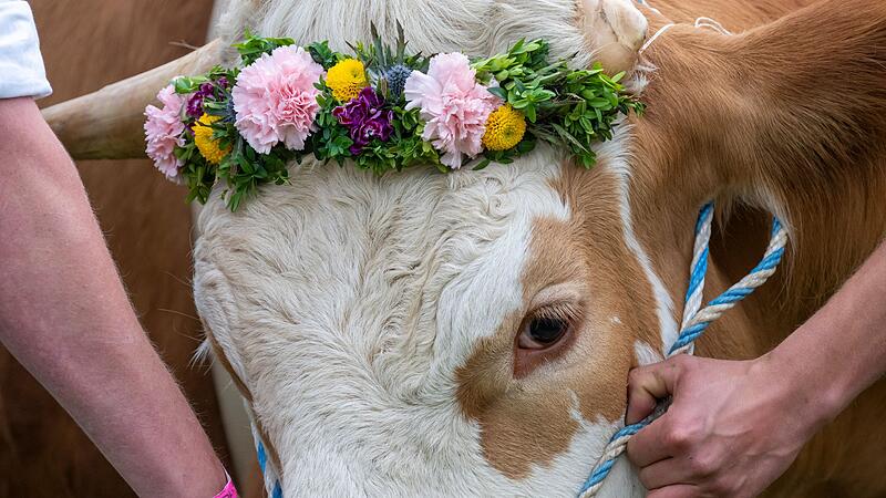 Erstes Ochsenrennen in Hadorf Erstes Ochsenrennen in Hadorf