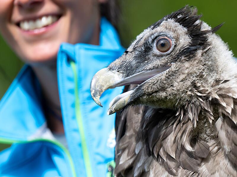 Auswilderung von zwei jungen Bartgeiern