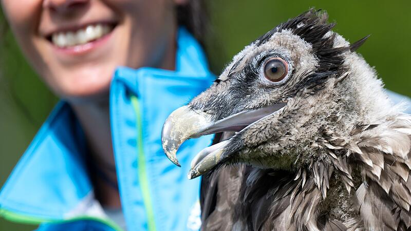 Auswilderung von zwei jungen Bartgeiern