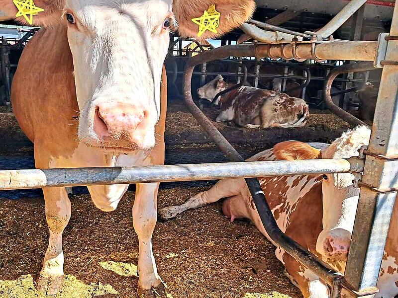 Tiere: Sauberere Tiere dank Strukturpellets, wie hier auf dem Hof von Franz Rieger in Mainroth. Tiere: Sauberere Tiere dank Strukturpellets, wie hier auf dem Hof von Franz Rieger in Mainroth.