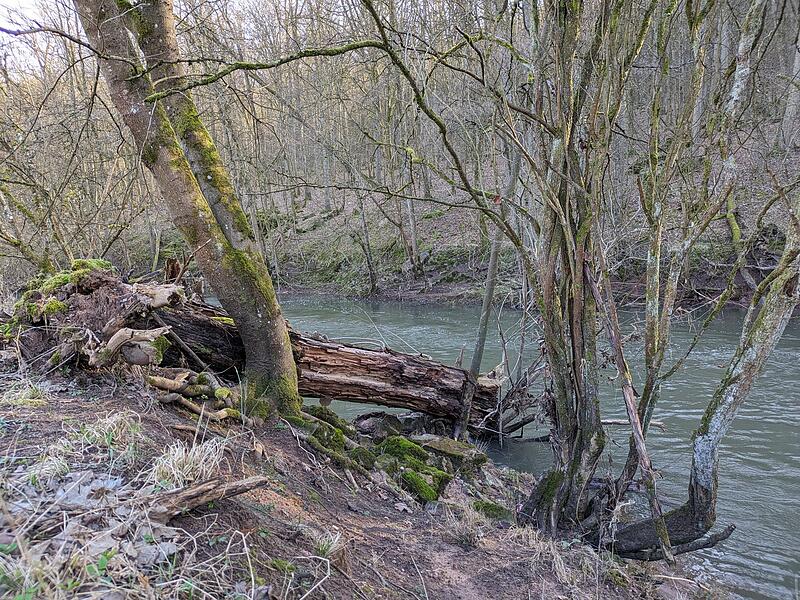 Ein Baum liegt entwurzelt im Wasser. Ein Baum liegt entwurzelt im Wasser.