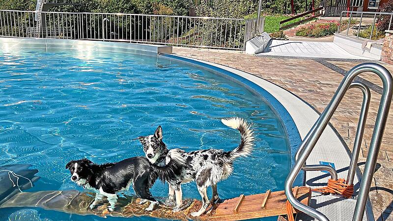 Am Samstag, 19. September, d&uuml;rfen Hunde im Terrassenschwimmbad baden gehen. Roland B&uuml;hner/Archiv