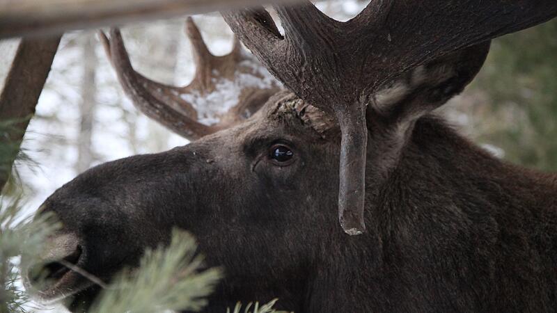 Die gro&szlig;e Elchwanderung in Schweden