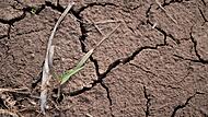 Trockenheit in der Landwirtschaft Trockenheit in der Landwirtschaft