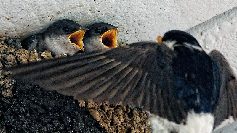 Mehlschwalbenk&uuml;ken werden im Nest mit Insekten gef&uuml;ttert. Eberner V&ouml;gel m&uuml;ssen jetzt umziehen.