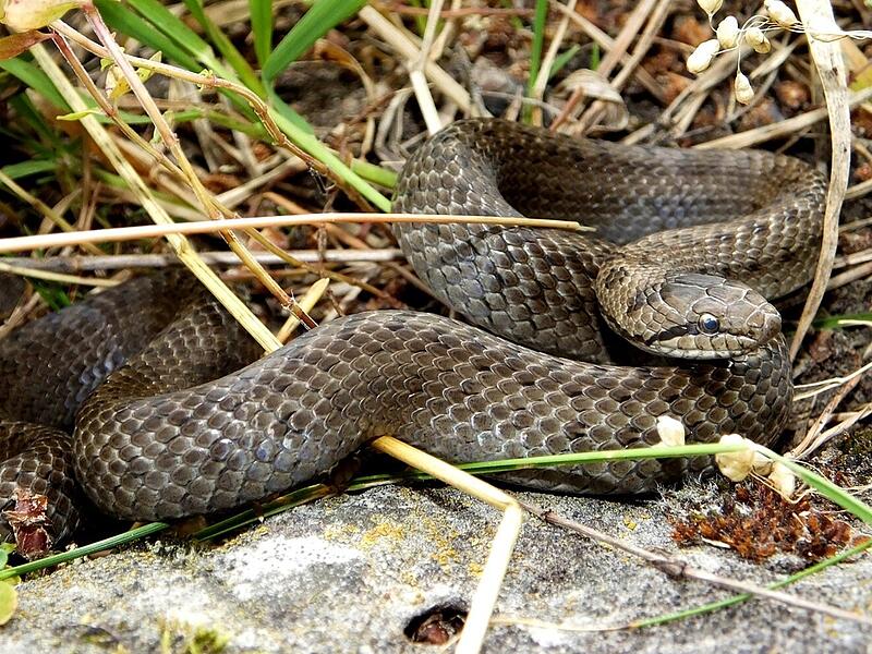 Bei Kreuzotter-Kartierung Blindschleiche und Schlingnatter gefunden