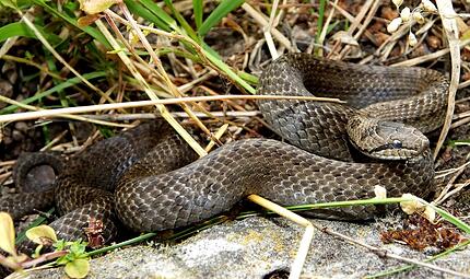 Bei Kreuzotter-Kartierung Blindschleiche und Schlingnatter gefunden Bei Kreuzotter-Kartierung Blindschleiche und Schlingnatter gefunden