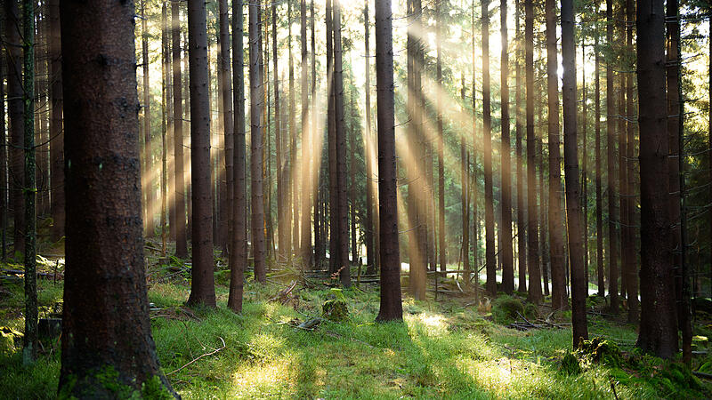 Die Waldf&uuml;hrung der KAB richtet sich an alle Interessierten.