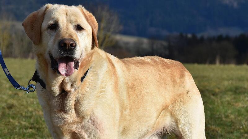 &bdquo;Zeus&ldquo; sucht ein neues Zuhause.