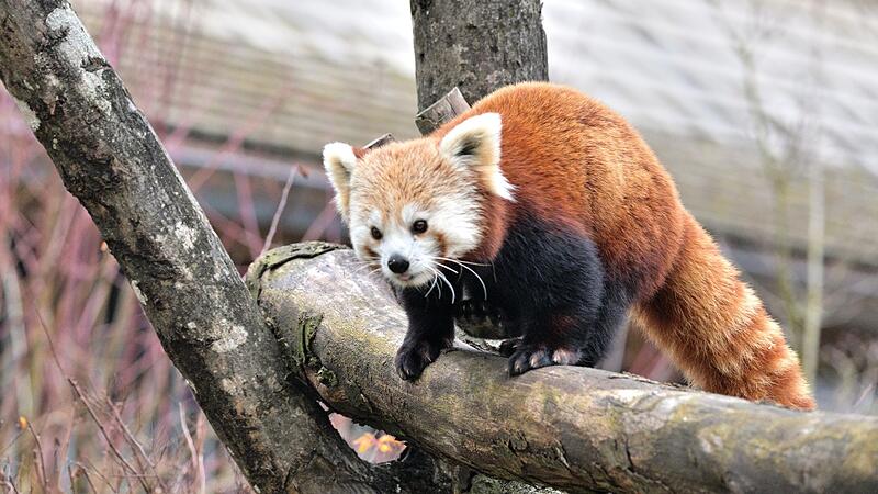 Neuer Roter Panda in Hellabrunn
