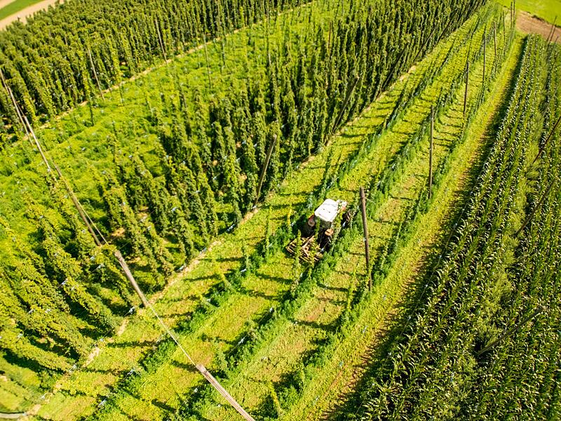 Hopfen Hopfen