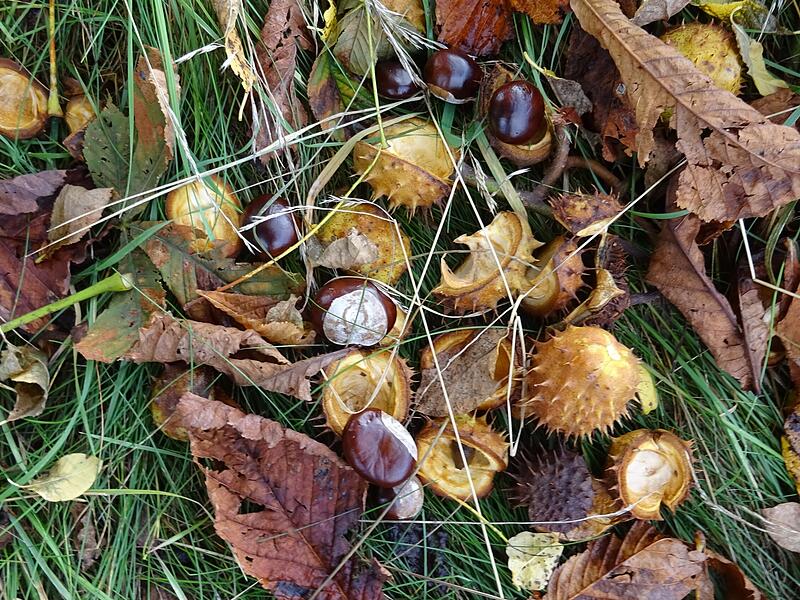KastanienLeserfotos Herbst KastanienLeserfotos Herbst