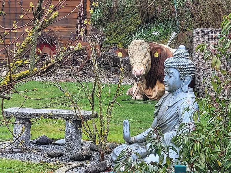 Ausgeb&uuml;xter Jungbulle im Garten