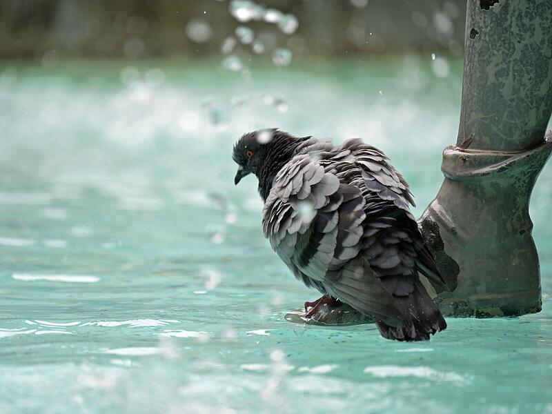 Taube am Fischbrunnen