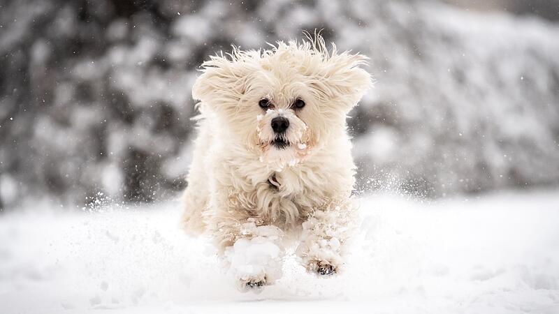 Hund im Winter