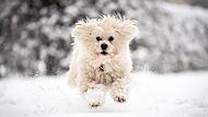 Hund im Winter
