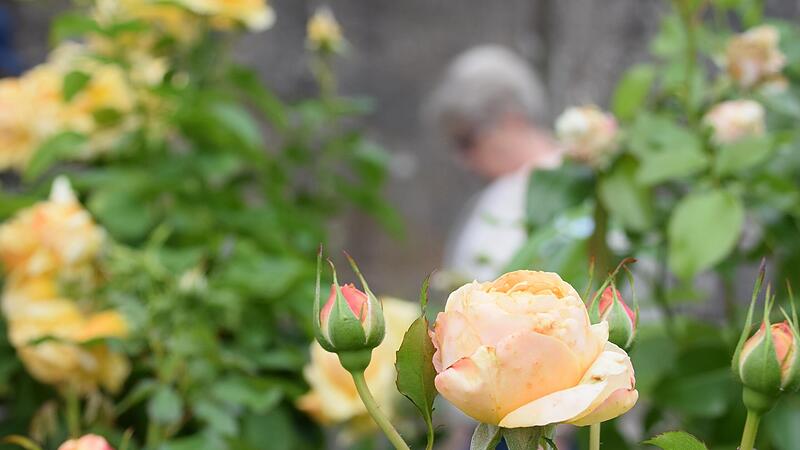 Die Rose wird auch &bdquo;K&ouml;nigin der Blumen&ldquo; genannt &ndash; und sie durfte auf der Rosen- und Gartenmesse nicht fehlen.Viele Bilder: Die Rosenmesse auf der Festung Rosenberg bezaubert