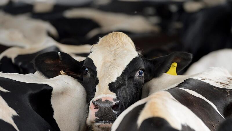 Eine Kuh wartet mit anderen auf das Melken in einem Milchviehbetrieb in den USA.